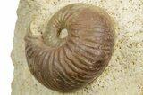Jurassic Ammonites, Brachiopod, Belemnite & Sea Snail Fossils - France #367912-2